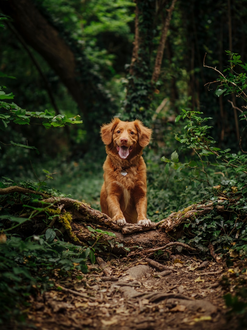 Ein goldener Hund steht auf einem Baumstamm im Wald, umgeben von grünem Laub.