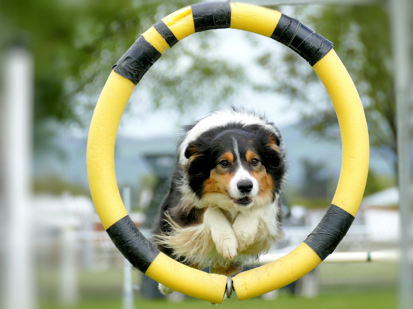 Ein Hund springt durch einen gelben Reifen im Freien.