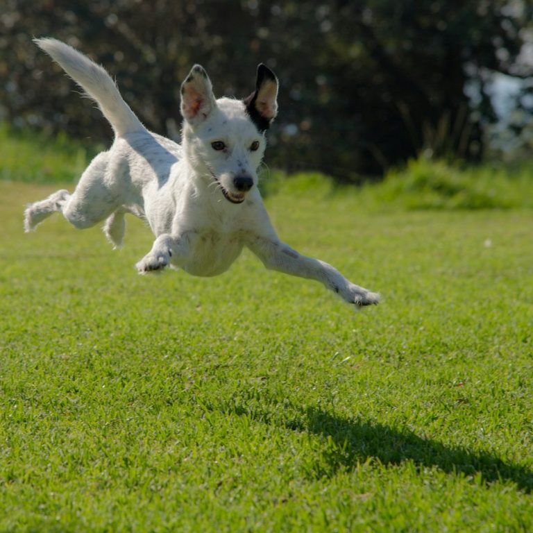Eine Frau steht auf einer Wiese, zwei Hunde laufen auf sie zu.