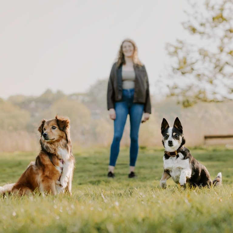 Eine Frau steht auf einer Wiese, zwei Hunde laufen auf sie zu.
