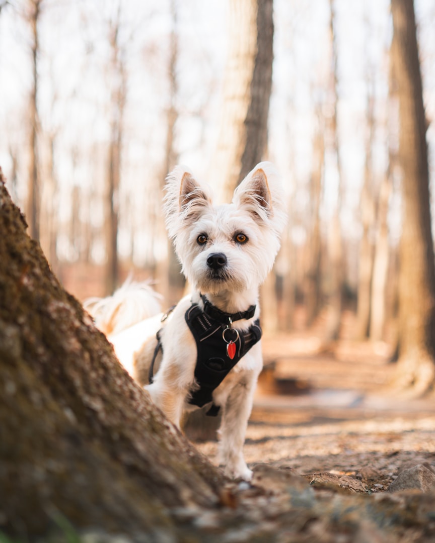 Ein kleiner, weißer Hund steht vor einem Baum im Wald.