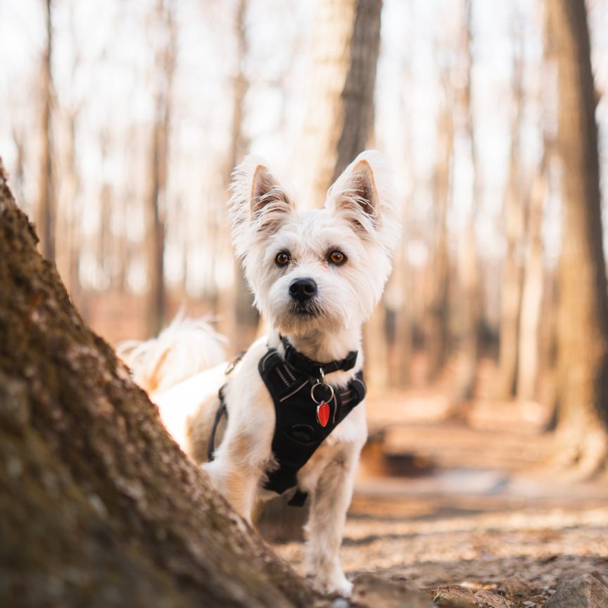 Hundetraining Hamburg Ein kleiner Hund mit hellem Fell steht neben einem Baum im Wald.