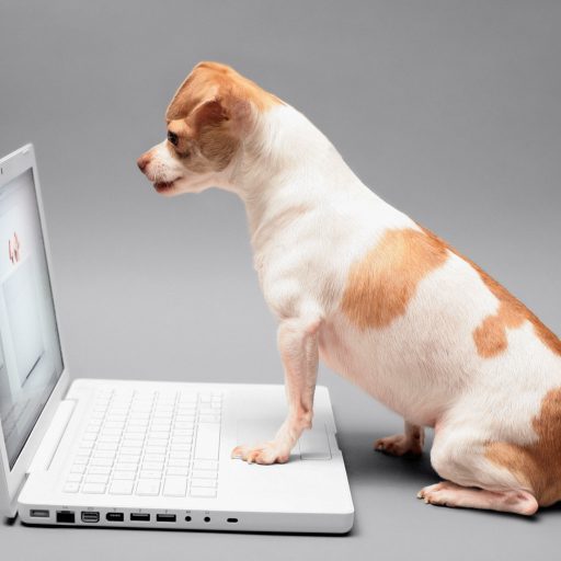 Ein kleiner Hund sitzt vor einem Laptop und schaut auf den Bildschirm.