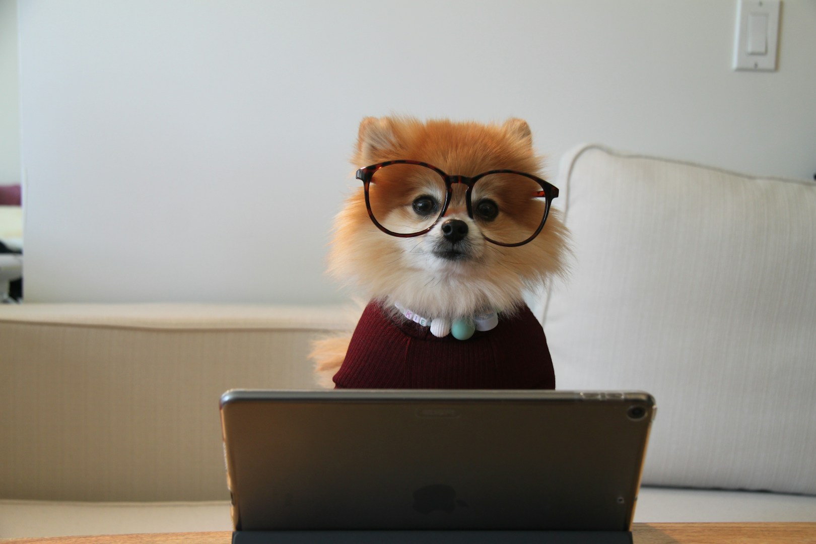 Ein Pomeranian in Brille und Pullover sitzt vor einem Tablet.