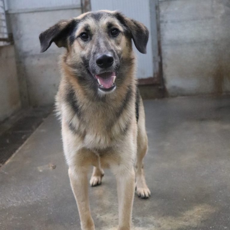 Lächelnder, mittelgroßer Hund mit braunem Fell steht auf einem Betonboden.