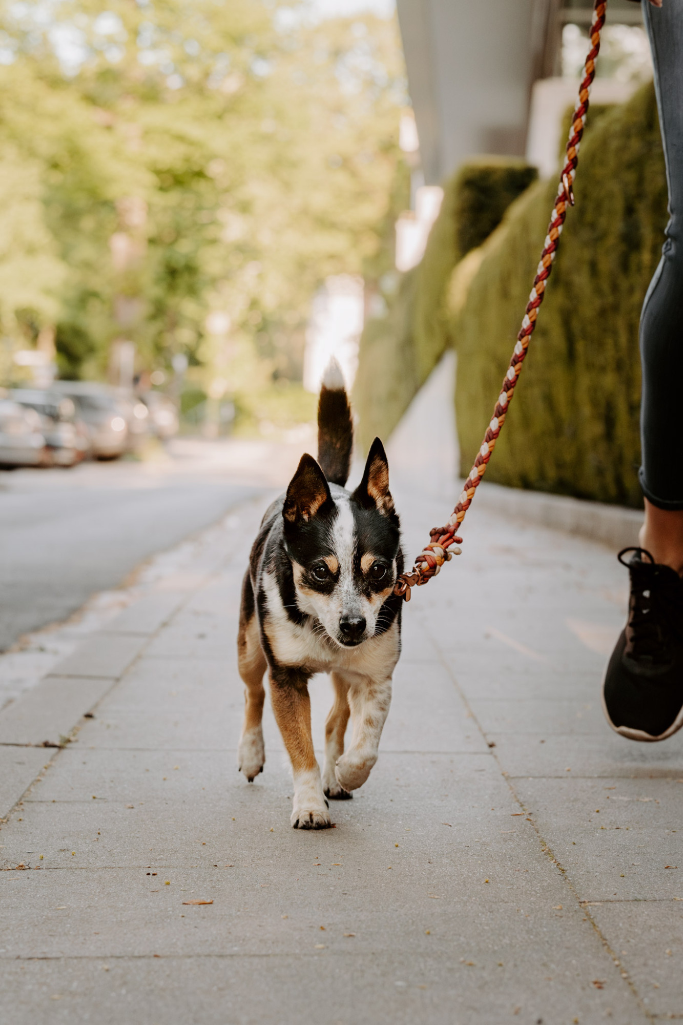 Ein Hund wird an der Leine auf einer Straße entlanggeführt.