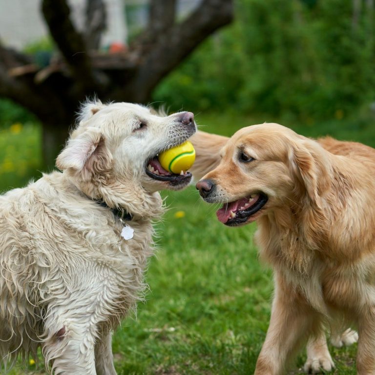 Eine Frau steht auf einer Wiese, zwei Hunde laufen auf sie zu.