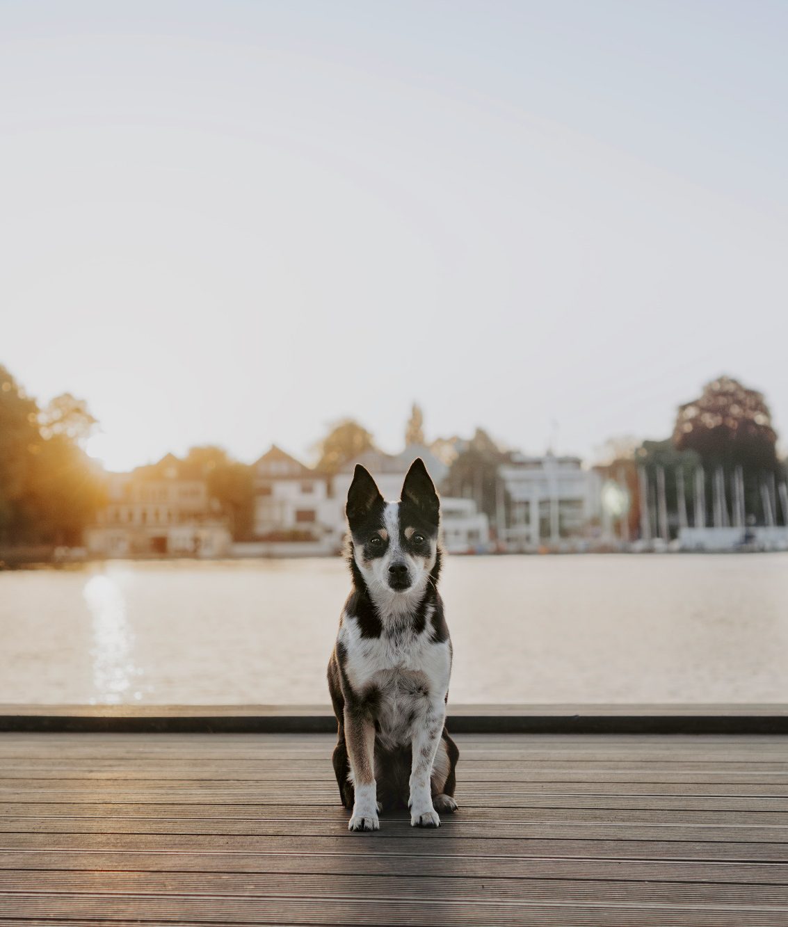 Ein Hund sitzt am Ufer mit Sonnenaufgang im Hintergrund.