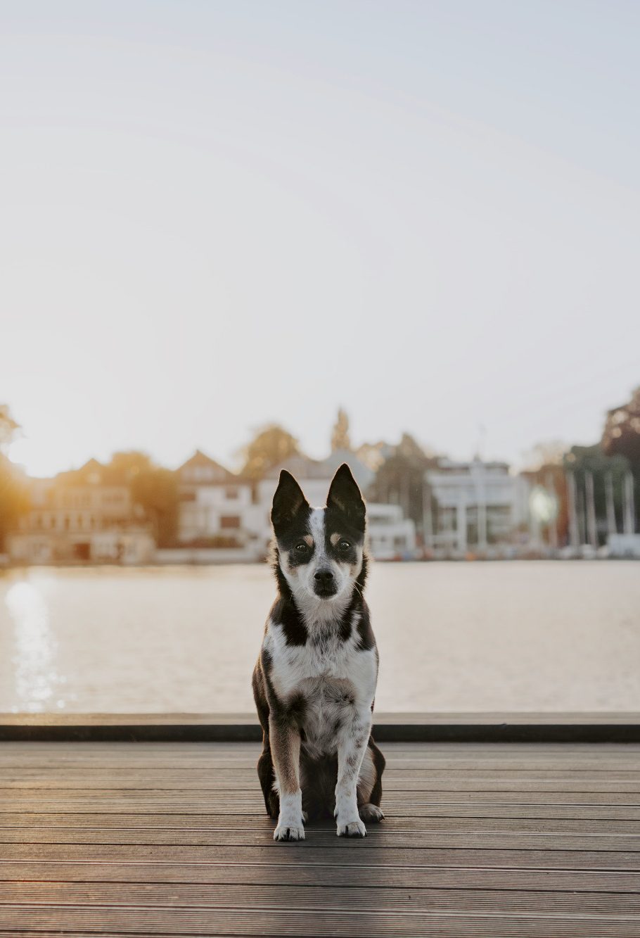 Ein Hund sitzt auf einem Holzsteg am Wasser, im Hintergrund sind Häuser sichtbar.