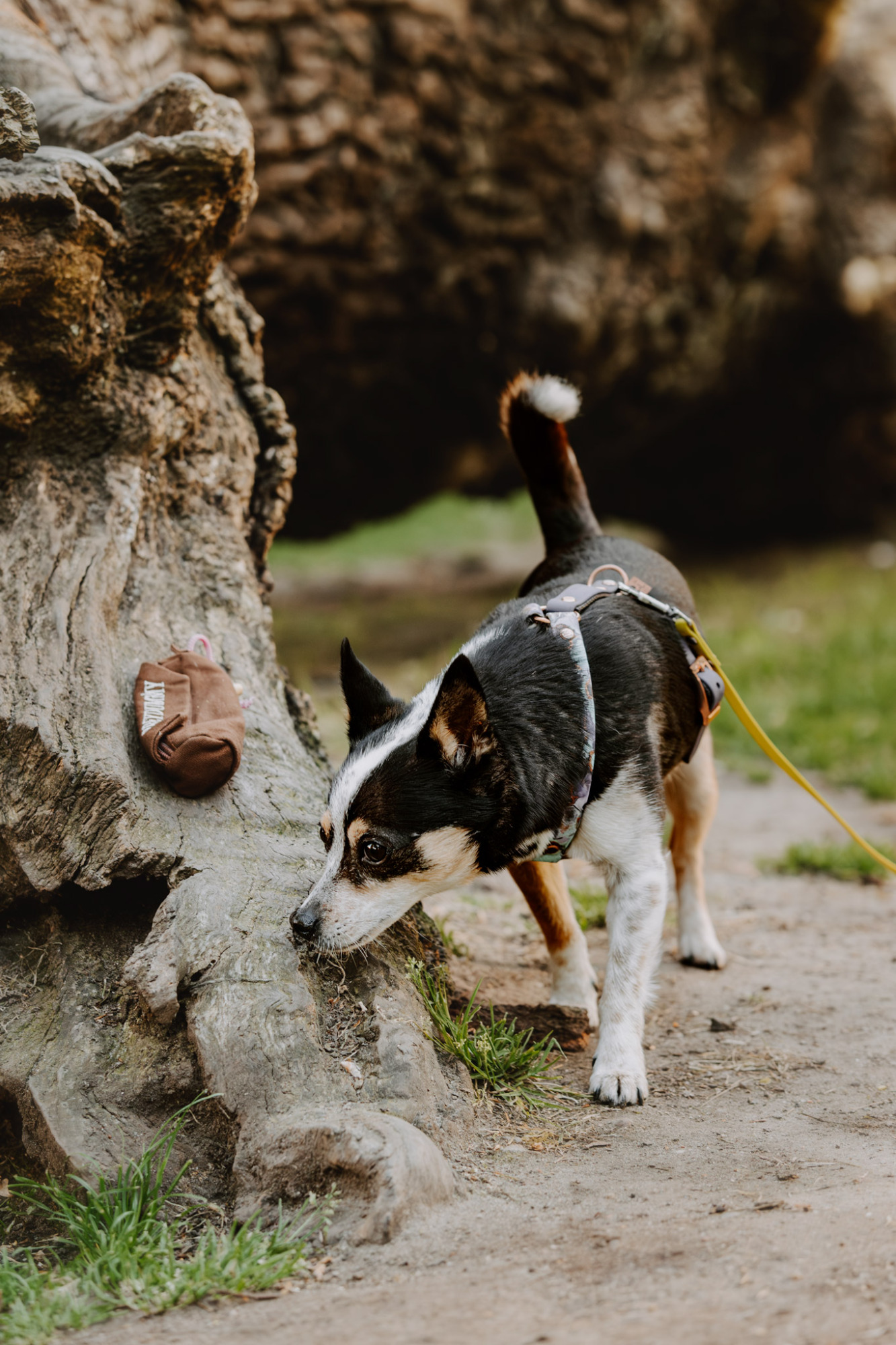 Ein Hund schnüffelt an einem Baumstamm im Freien.