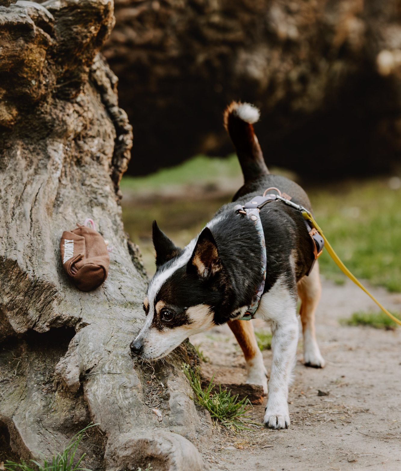 Spaziergang mit Hund Frau mit blonden Haaren läuft mit einem kleinen Hund am Ufer entlang.