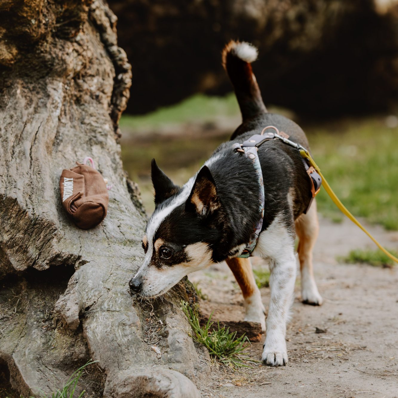 Zwei sitzende Hunde Frau steht im Hintergrund, zwei Hunde sitzen im Vordergrund auf grünem Gras.