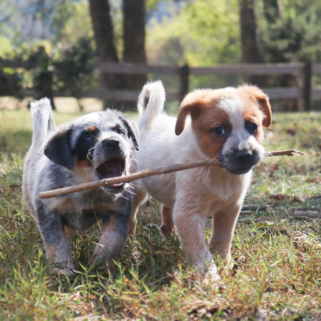 spielende Welpen Zwei spielende Welpen mit einem Stock im Maul auf einer Wiese.