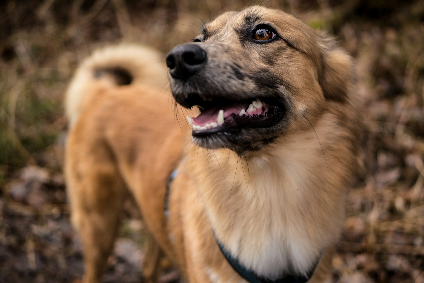 Brauner Hund mit freundlichem Gesicht, schaut aufmerksam in die Kamera.