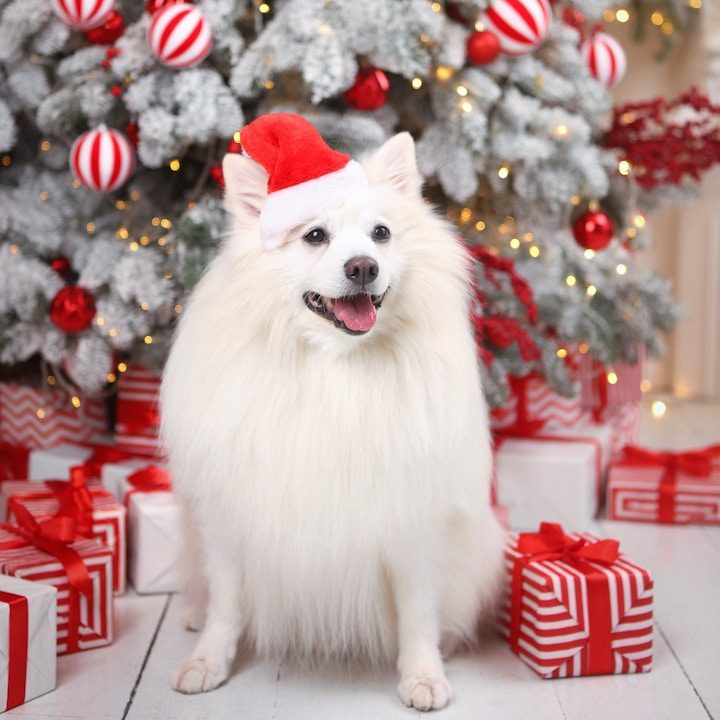 Ein weißer Hund mit Weihnachtsmütze sitzt vor einem festlich geschmückten Baum und Geschenken.