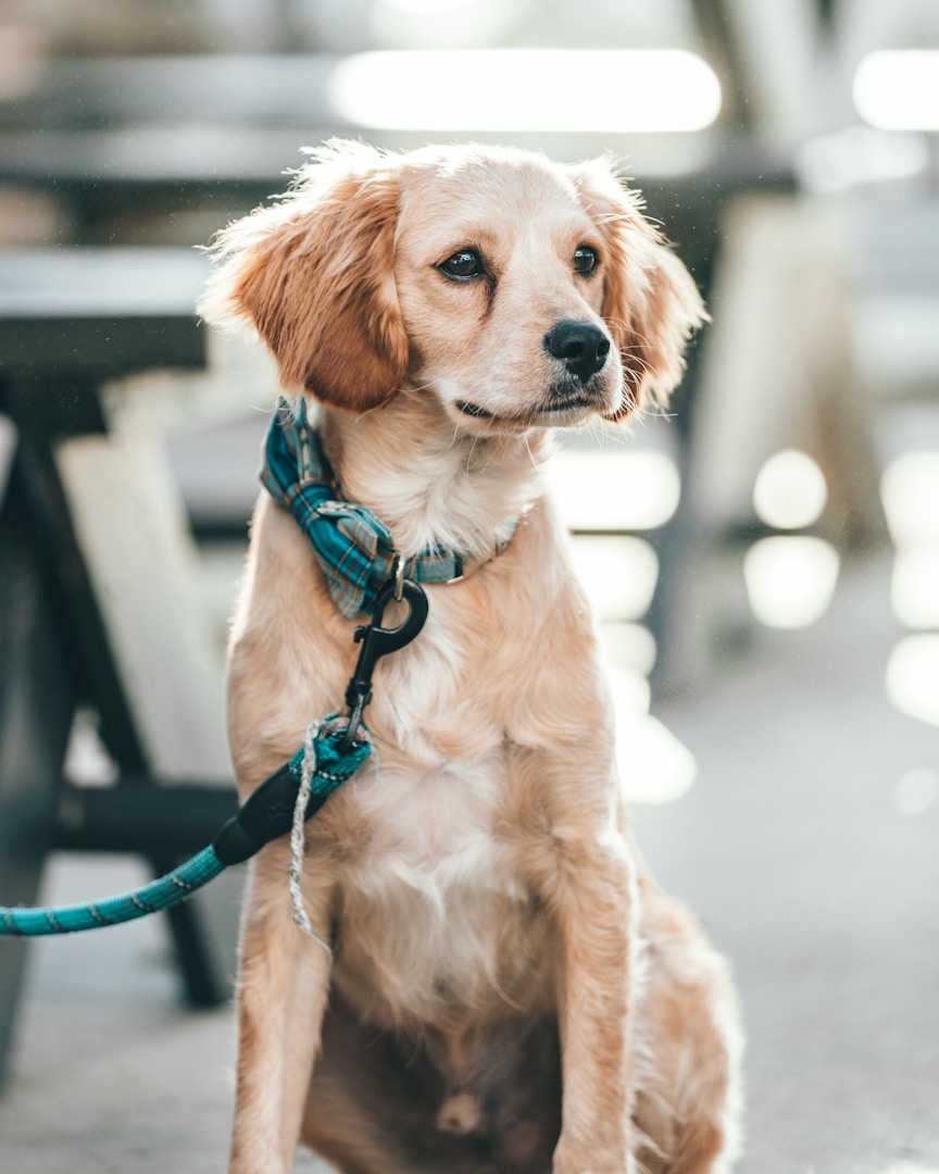 Ein beige Hund mit lockigem Fell sitzt an einem Tisch, angeleint mit einem blauen Halsband.