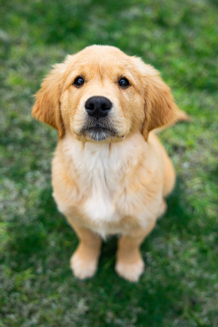 Ein süßer, goldener Labradorwelpe sitzt auf grünem Gras und schaut neugierig.