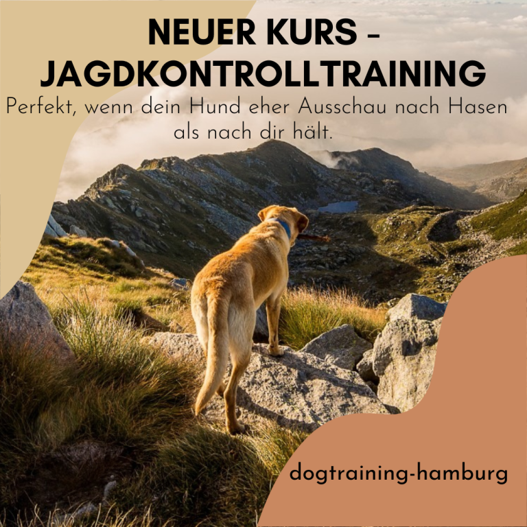 Zwei Hunde liegen im Gras, einer ist braun-weiß und der andere schwarz-weiß.