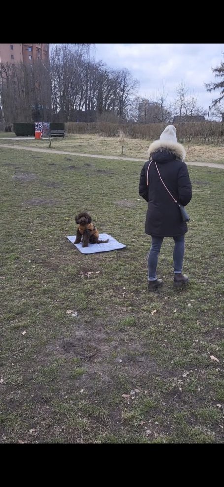 Eine Person steht auf einer Wiese, während ein Hund auf einer Decke sitzt.