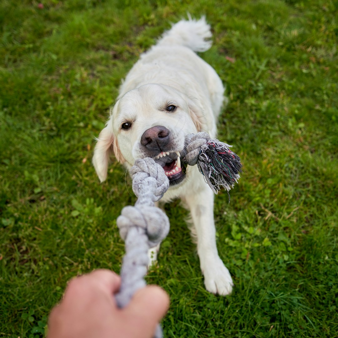 Ein gelber Labrador zieht an einem Seilspielzeug und schaut fröhlich.