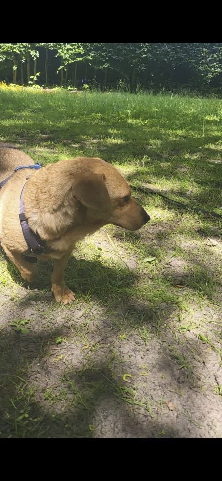 Ein brauner Hund mit Halsband steht auf einem schattigen Weg in der Natur.
