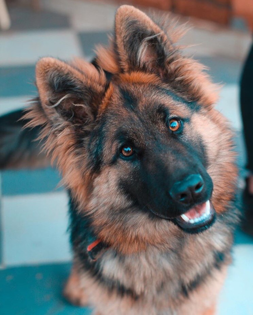Ein freundlicher, braun-schwarzer Hund mit großen, aufmerksamen Augen.