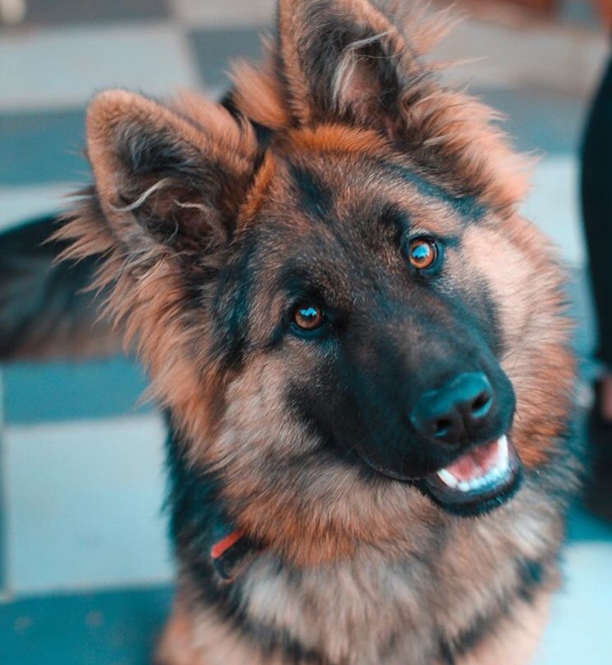Stehender Dalamtiner schaut nach vorne Ein Dalmatiner steht aufmerksam auf goldenem Gras.