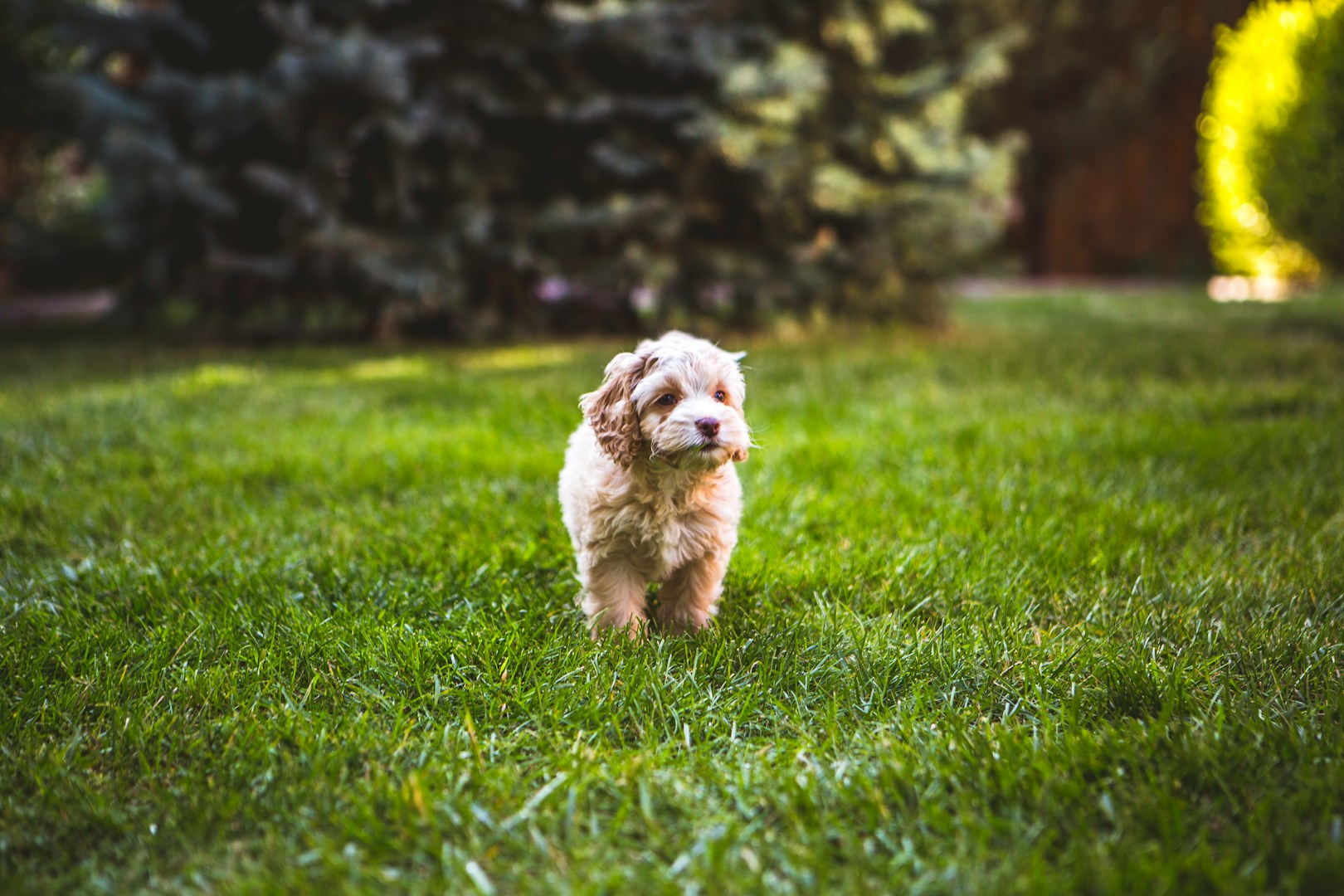 Ein kleiner Hund läuft auf einem grünen Rasen.
