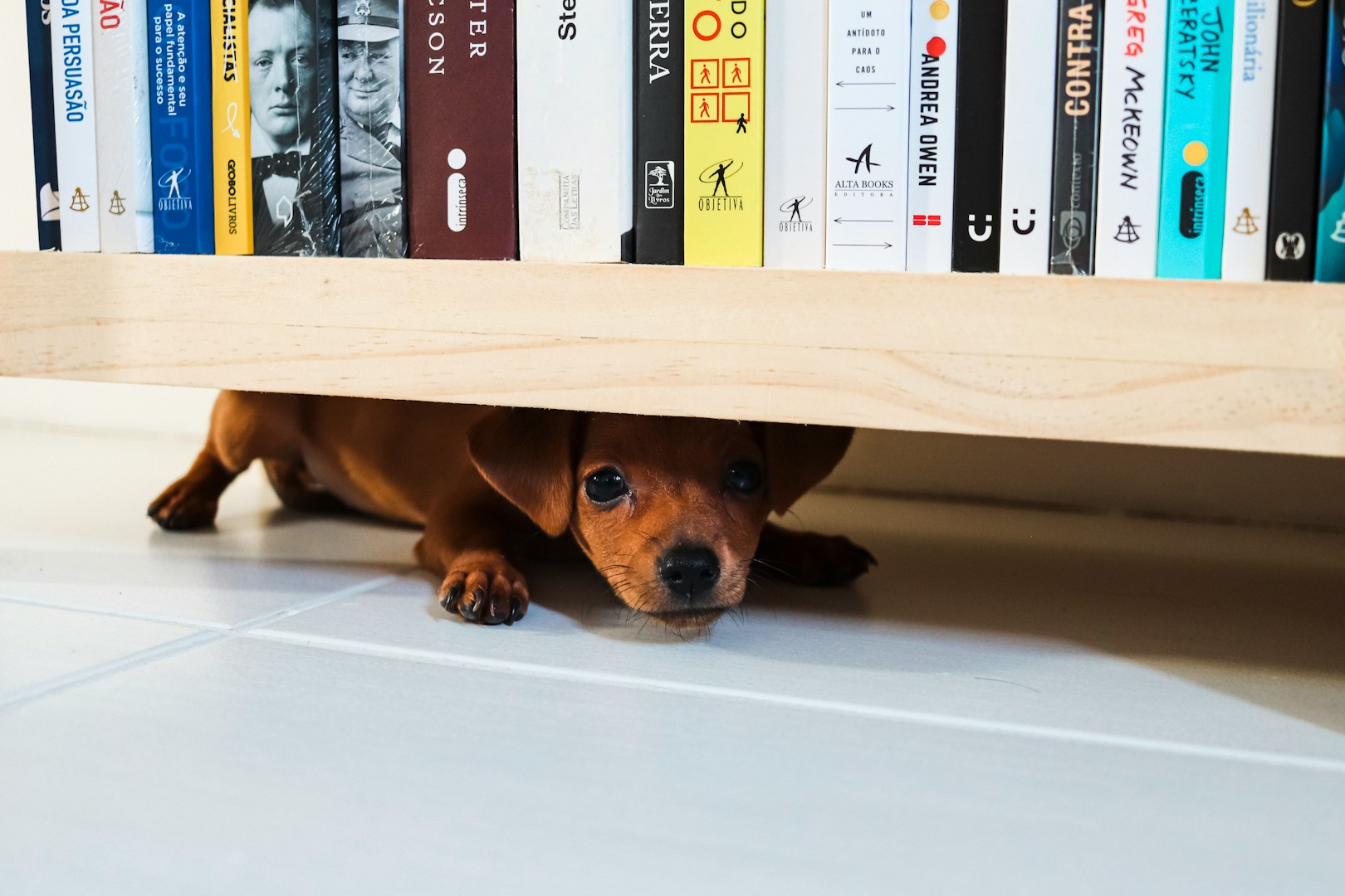 Ein kleiner Hund schaut neugierig unter einem Bücherregal hervor.