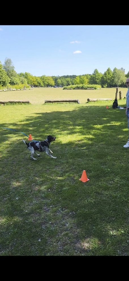 Ein Hund läuft um orangefarbene Hütchen auf einem grünen Feld.