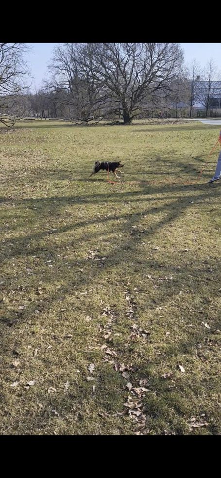 Ein schwarzer Hund läuft über eine grüne Wiese unter einem Baum.